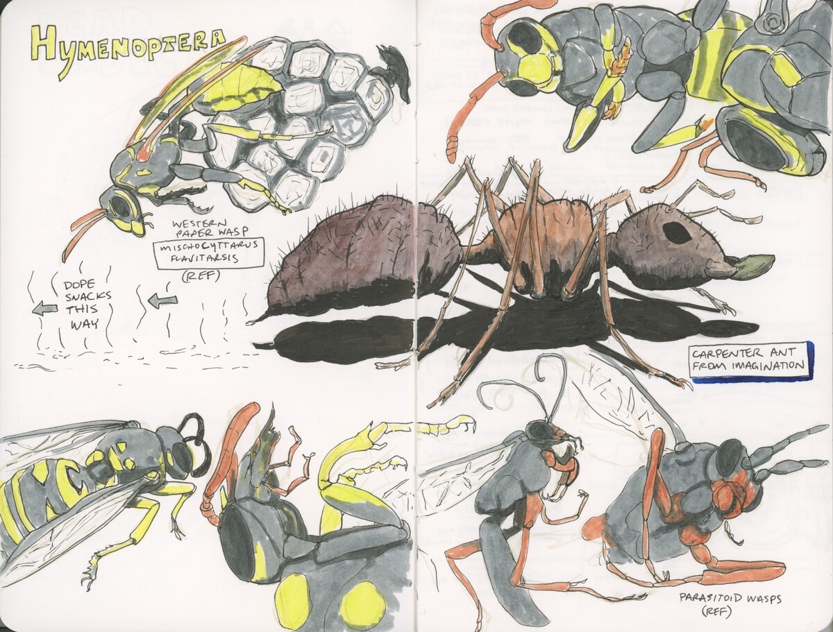 AcornWomanZineHymenoptera-400.jpg