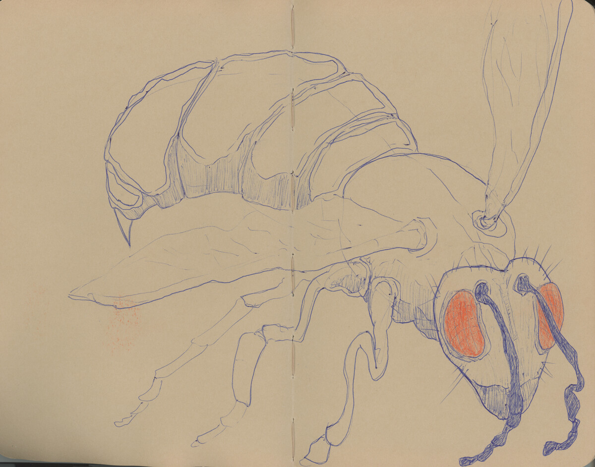 ImaginationDrawing-Wasp-2026.jpg