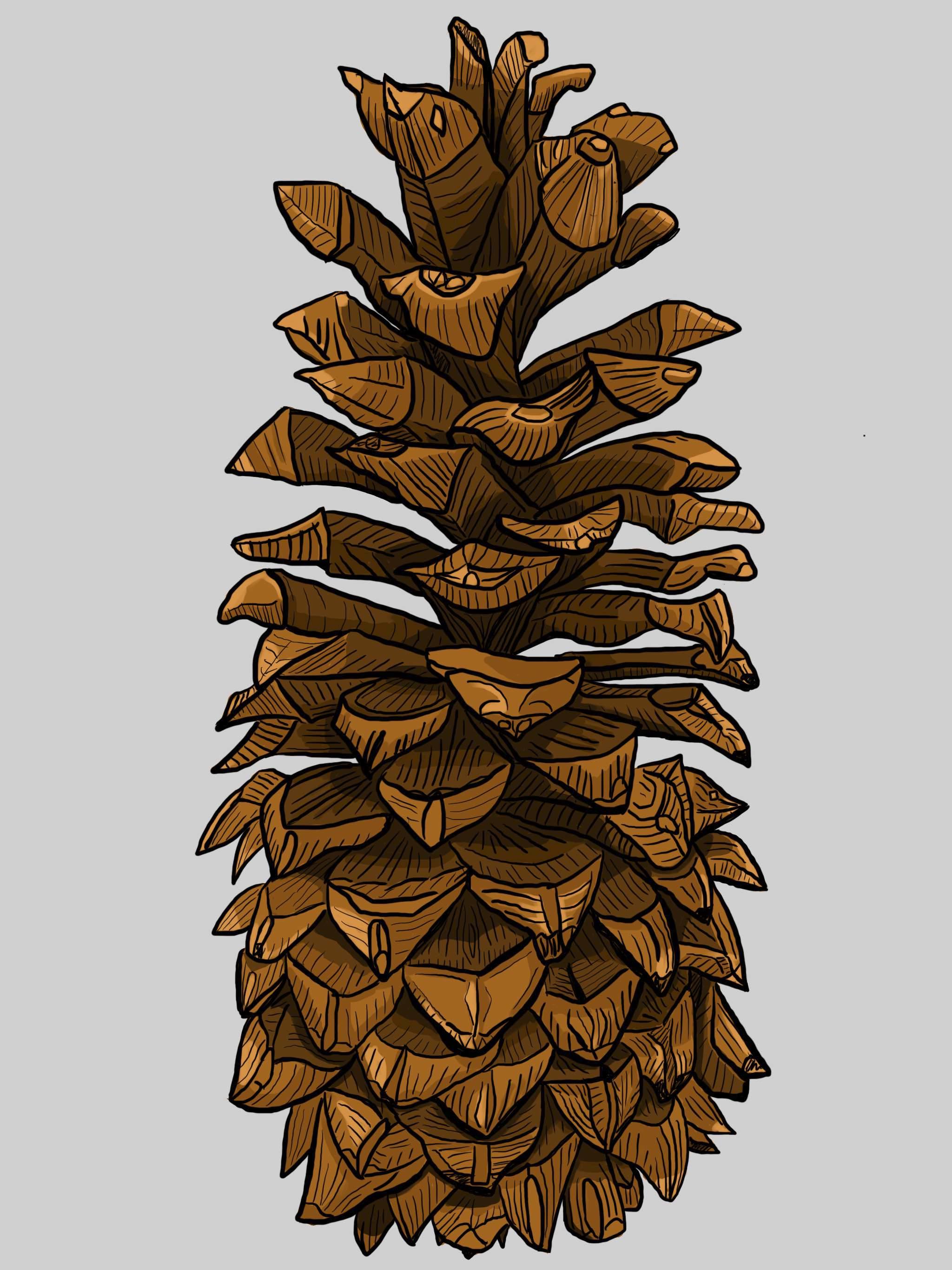 Sugar Pine Cone