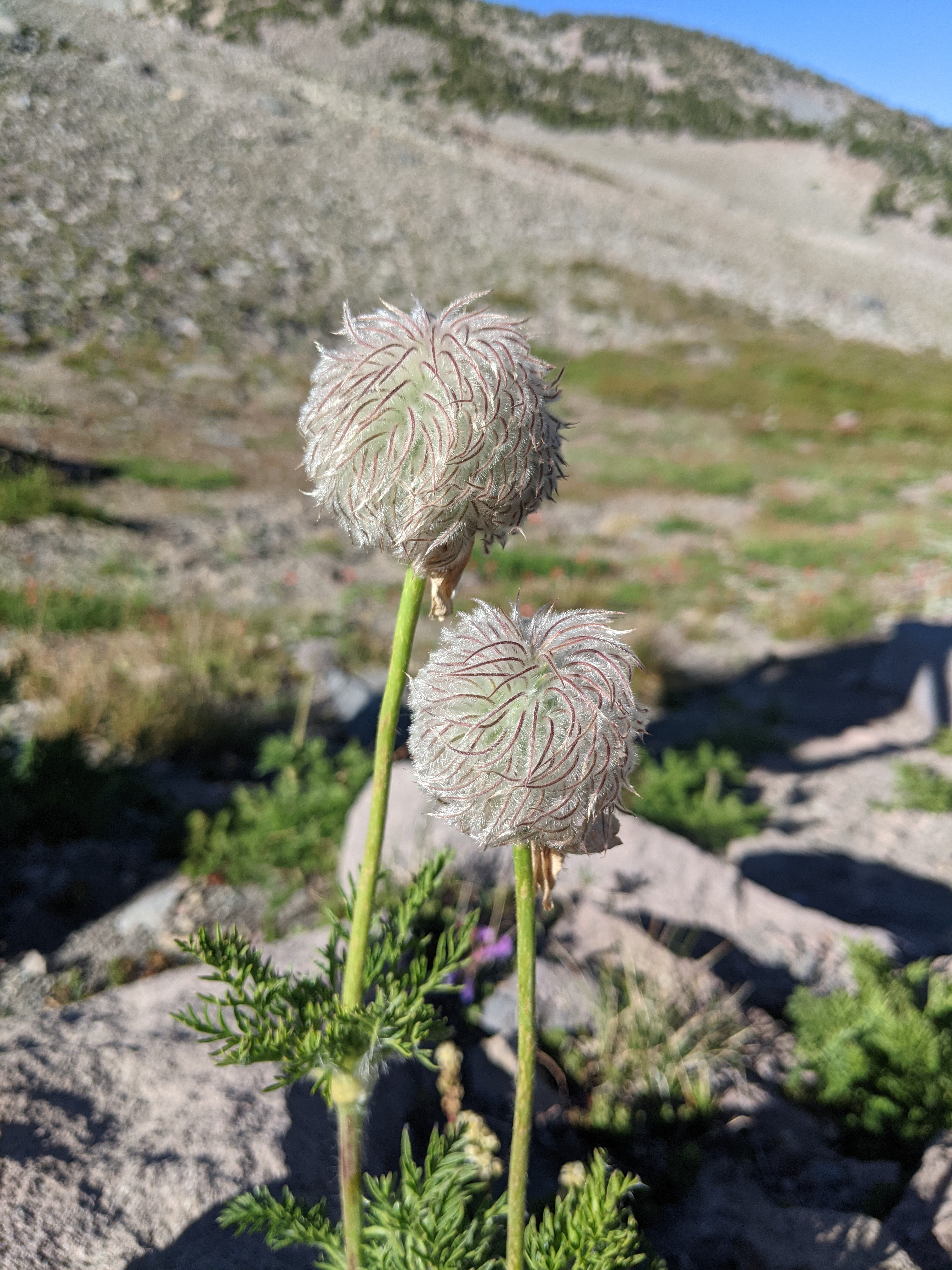 Anemone occidentalis picture