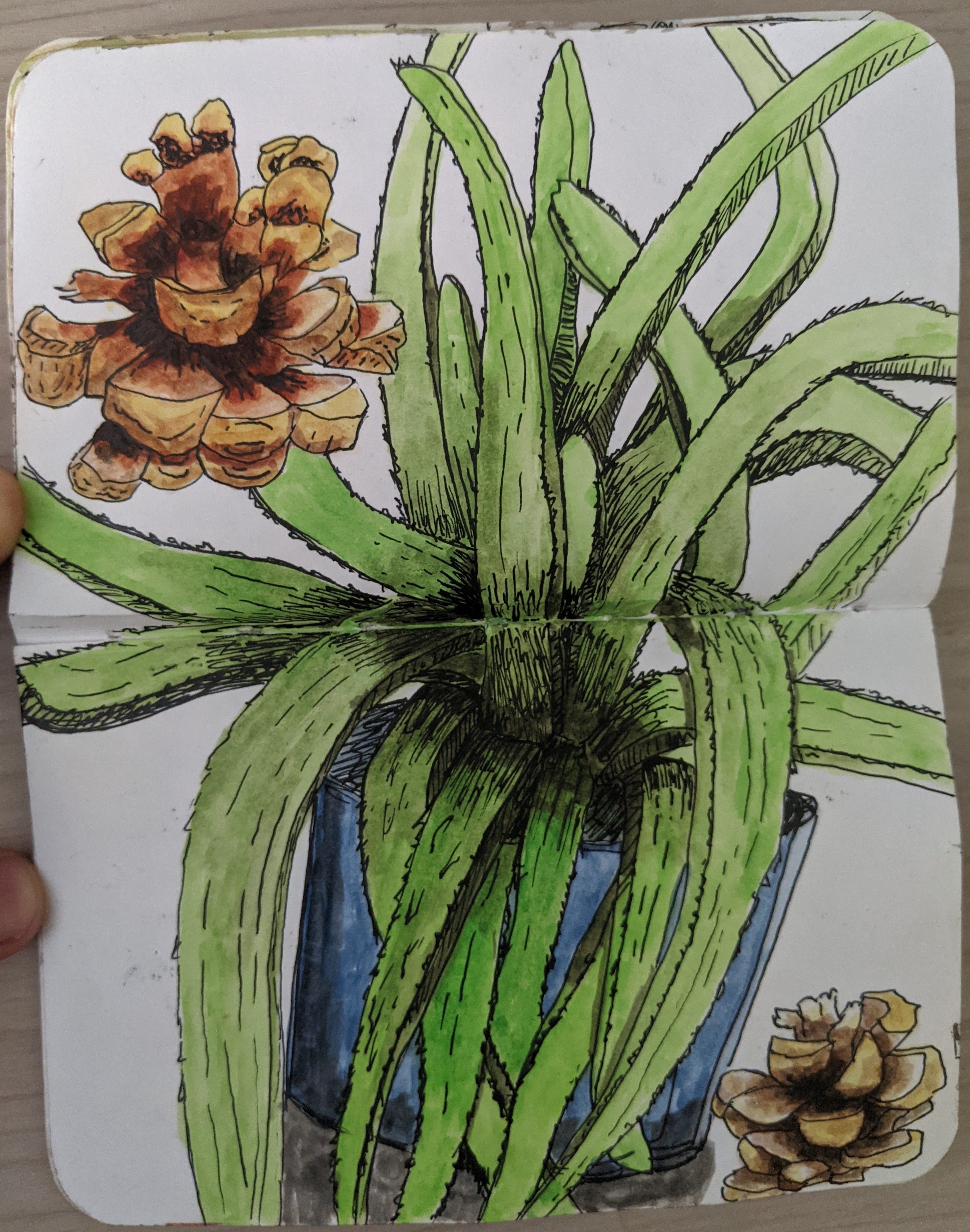 sketchbook aloe