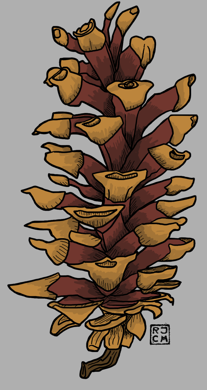 Western White Pine Cone Illustration