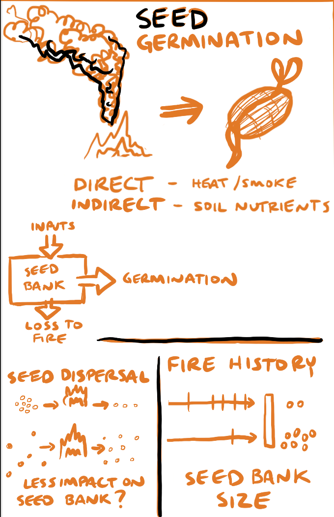 Seed germination after fire